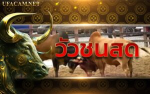วัวชนสด